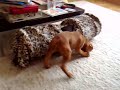 our 8 weeks old puppy's first day with us