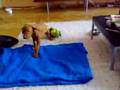 Vizsla puppy