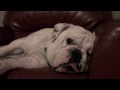 Fred the English Bulldog waking up
