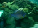 acquario di genova- pesce fifa