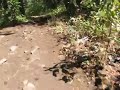DANNYS TRAIL