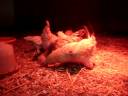 Sick Cock with his chicks Sick Cock with his chicks