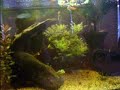 fish tank