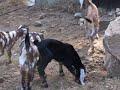 Goat Babies! Goat Babies!
