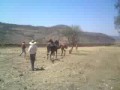Caballo vs yegua