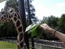 Airon and the Giraffe