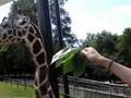 Airon and the Giraffe