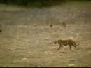Tiger vs Lion: National Geographic favors the Tiger