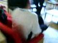 NaSh Brunston Bollocks Bruised