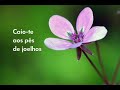 Argentina Santos/ **Fado** / Argentina Santos/ **Fado** /