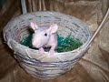 Critter Camp Exotic Pet Sanctuary Dunkin Donuts Entry