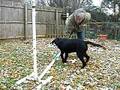 Quinn's Jumping Lesson.MOV