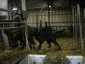 edo rentre chevres dans la salle de traite gauche2