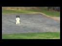 ボーダーコリーの遠隔操作　Remote control of border collie