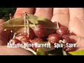 Autumn Olive Harvest~Spin~Save Medium 2