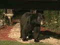 black-bear-tearing-down-bird-feeder.html
