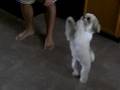 videos de Bentley the Shih Tzu Shows some tricks