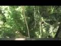 Our Aerial Trek in Belize!