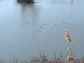 Gravel pit Carp Fishing Gravel pit Carp Fishing