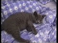 Punch-up, kitty head kicking Punch-up, kitty head kicking