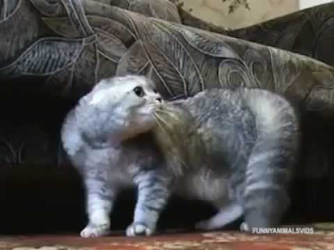 katze - 