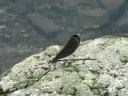 ?????Calopteryx atrata Selys??video 02