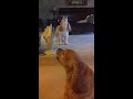 Click here to watch this video The Singing Cocker Milky!