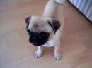 Böbe