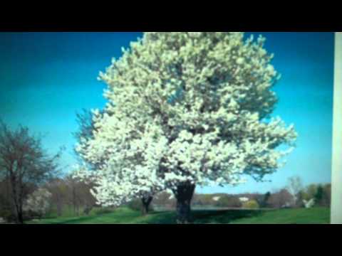 how to fertilize bradford pear trees