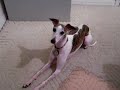 Talking Dog "Run Around #2" Whippet