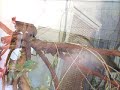 Tamarine at the LA Zoo