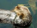 Lontra