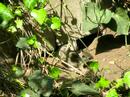 baby ground squirrel (suslik) baby ground squirrel (suslik)