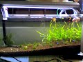 My Fish Tank