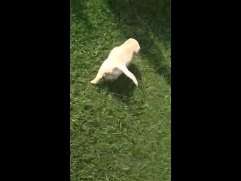playtime for the Golden pups