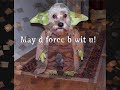 Yoda is White and Nerdy