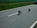 schweinejagd #2 schweinejagd #2