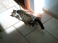 chat-rigolo-matte-chat.html