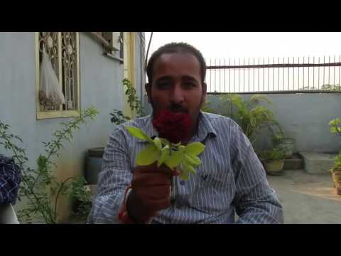 popcorn short film popcorn short film
