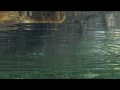 GreatBearrainforest