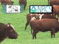 McElhaney Stock Farm Clips