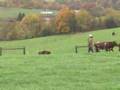 McElhaney Stock Farm Clips