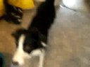 Hunter - Border Collie \"Home\"