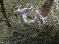 Goshawk (Accipiter gentilis) 2