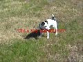 Jack Russell Terrier Chasing a Cat