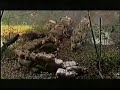 bsd-special-forces-croatiamusic-video.html