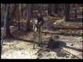 Deer vs. Wiener Dog