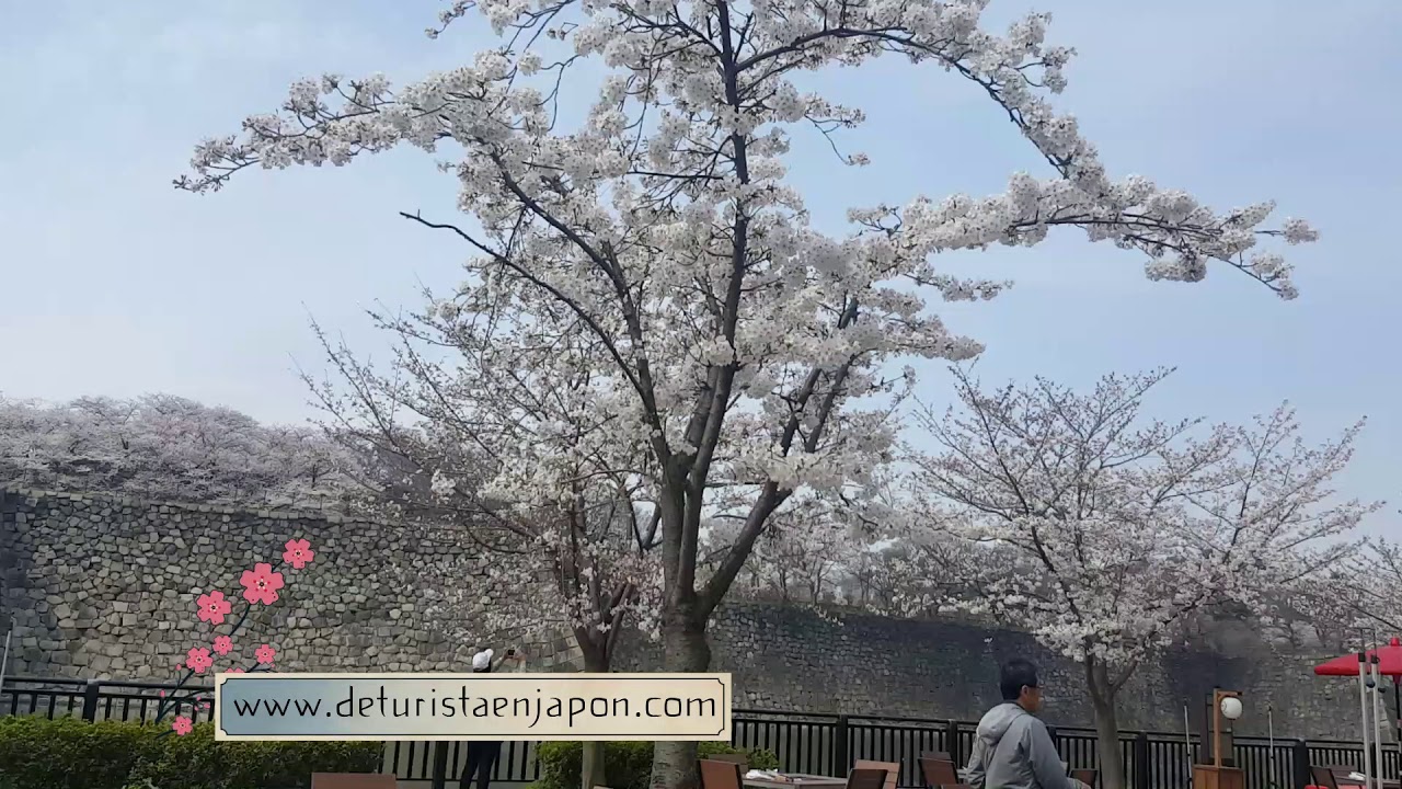 Hanami 1 en el parque del castillo de Osaka, Japón