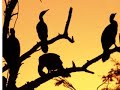 sad birds   oiseaux tristes  by ravel