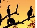 sad birds   oiseaux tristes  by ravel